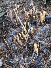 Clavariadelphus sachalinensis