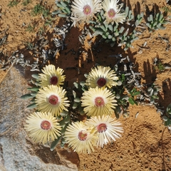 Cephalophyllum tricolorum
