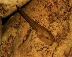 Heleophryne purcelli