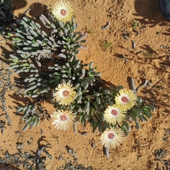 Cephalophyllum tricolorum