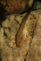 Heleophryne purcelli