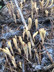 Clavariadelphus sachalinensis