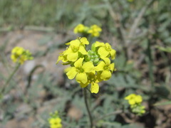 Sisymbrium lipskyi