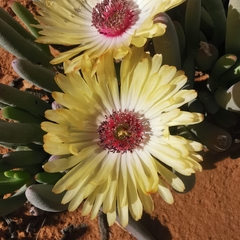 Cephalophyllum tricolorum