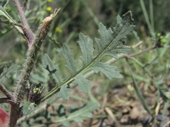 Sisymbrium lipskyi