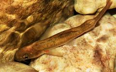 Pseudobarbus burchelli