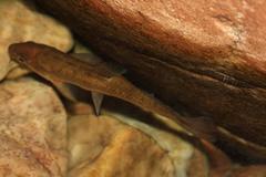 Pseudobarbus burchelli