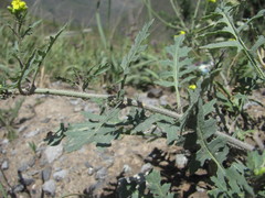 Sisymbrium lipskyi