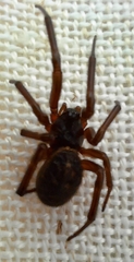Steatoda nobilis