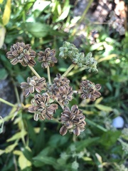 Angelica kingii