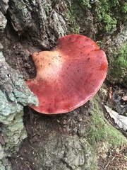 Fistulina hepatica