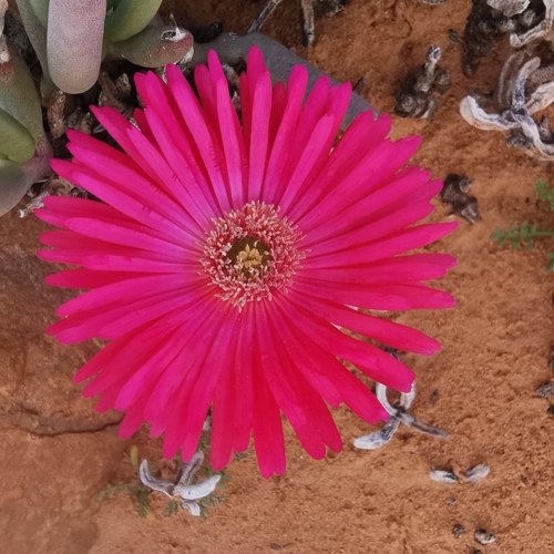 Cephalophyllum framesii, photograph 4