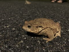 Bufo bufo