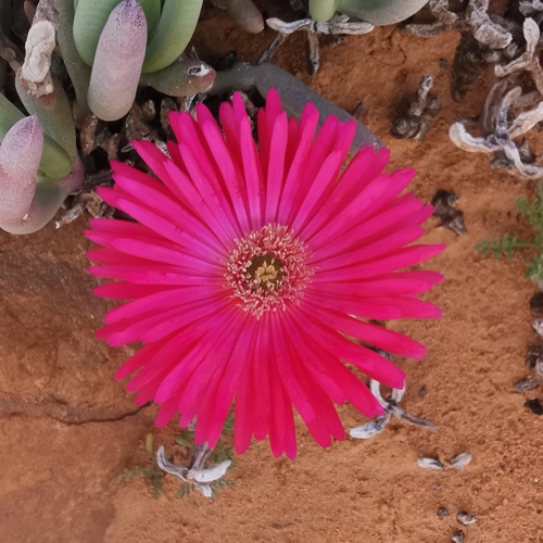 Cephalophyllum framesii, photograph 5