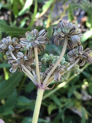 Angelica kingii