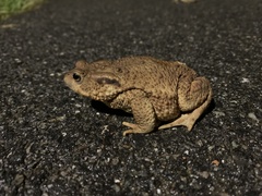 Bufo bufo