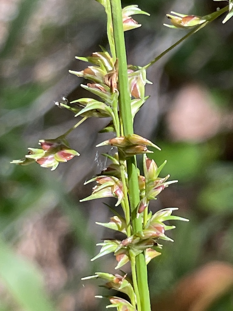 Longleaf Woodoats