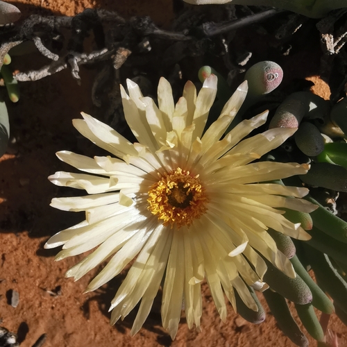 Mesembryanthemum primulinum L. Bolus