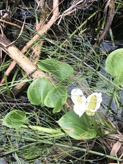 Calla palustris