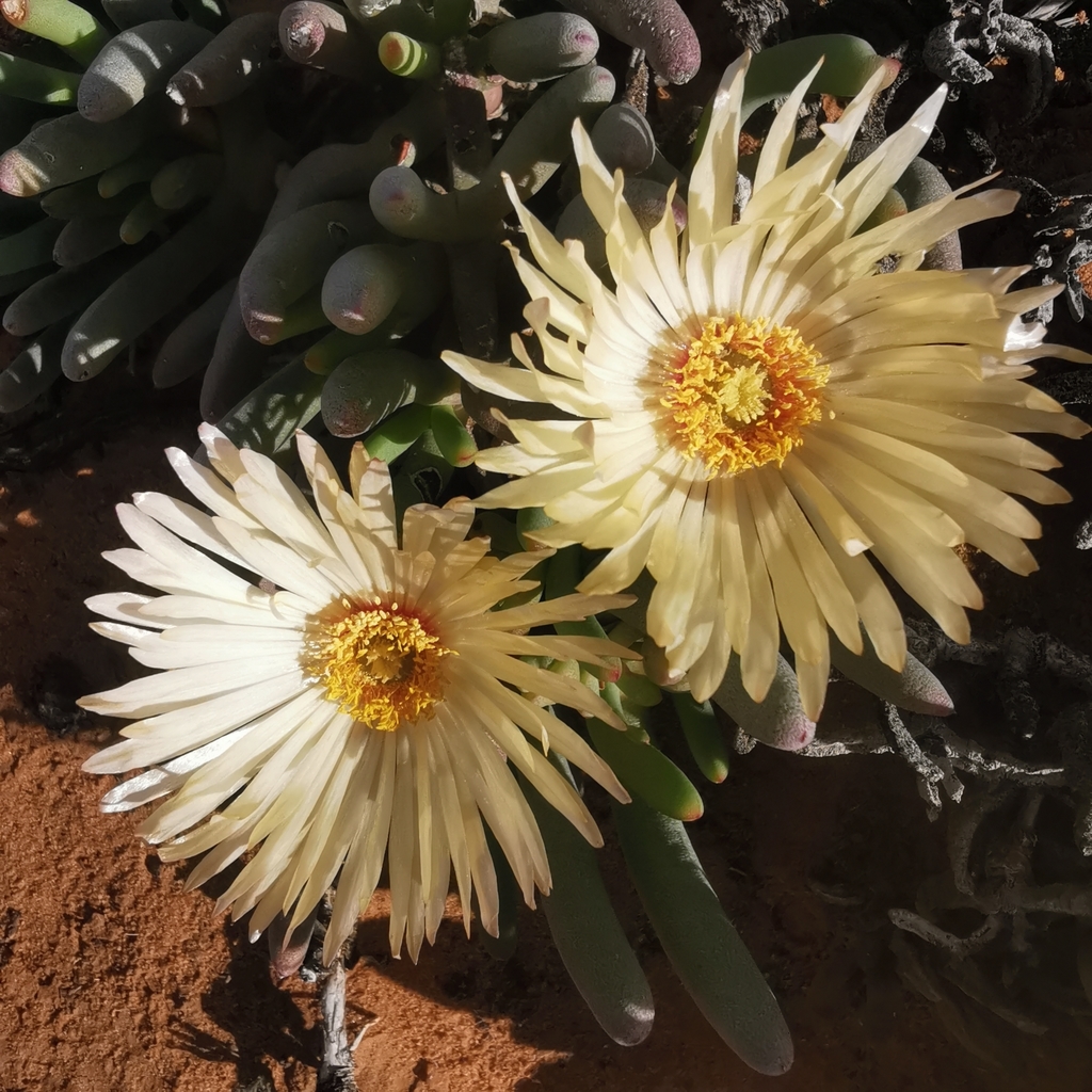 Mesembryanthemum decipiens Haw. 2
