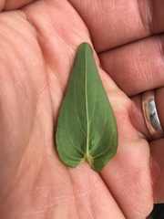 Hypericum pseudomaculatum