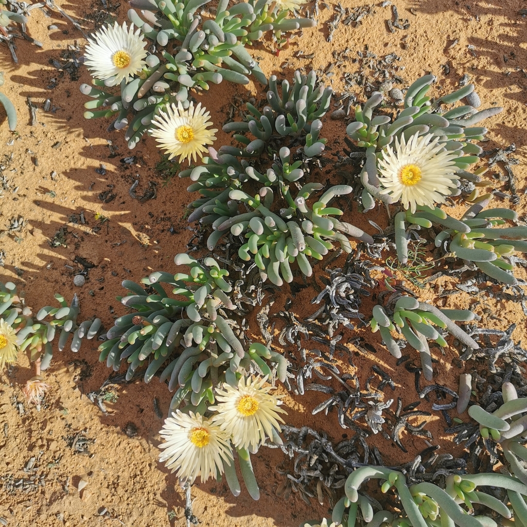 Mesembryanthemum decipiens Haw. 3