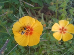 Chauliognathus omissus