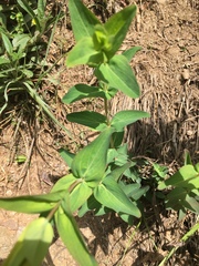 Hypericum pseudomaculatum