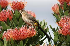 Cape Sugarbird photo 4
