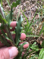 Borodinia missouriensis