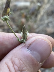 Cordylanthus nevinii