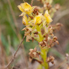 Pterygodium acutifolium