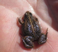 Cacosternum australis