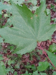Acer rubrum image