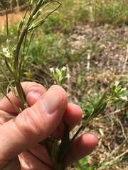 Borodinia missouriensis