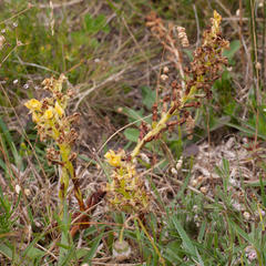 Pterygodium acutifolium