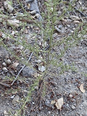 Cordylanthus nevinii