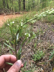Borodinia missouriensis