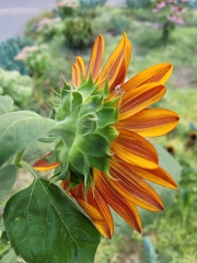 Cheiracanthium inclusum