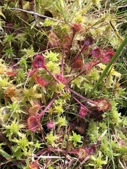Drosera rotundifolia