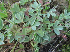 Sibbaldia parviflora