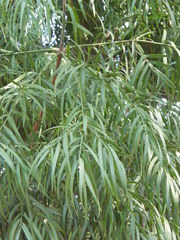 Afrocarpus mannii