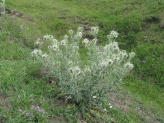 Cirsium echinus