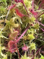 Drosera rotundifolia