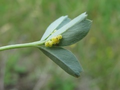 Sibbaldia parviflora