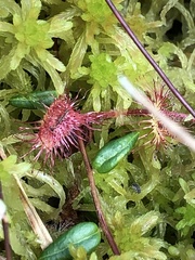 Drosera rotundifolia