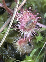 Drosera rotundifolia