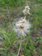 Antennaria caucasica