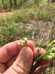 Borodinia missouriensis