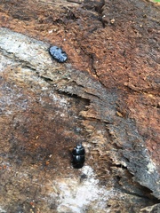 Hololepta